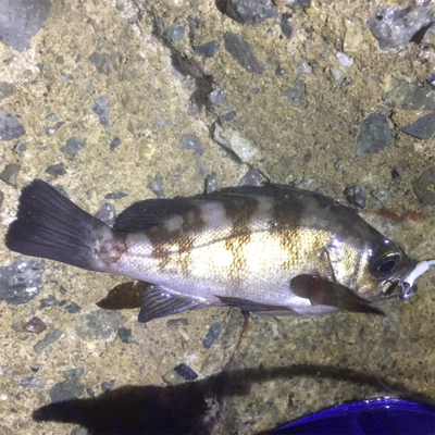 癒しのアジング♪GUNNING-STYLE