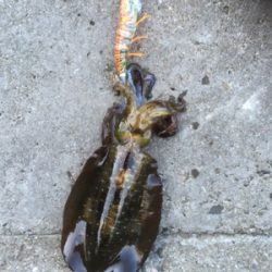 少しずつサイズアップ