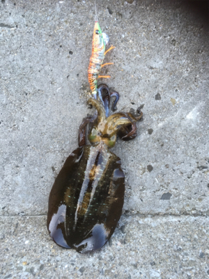 少しずつサイズアップ