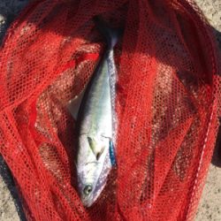 タチウオアンドハマチ