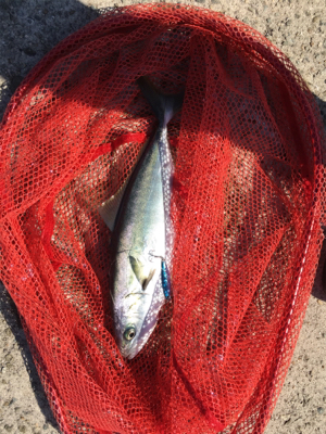 タチウオアンドハマチ