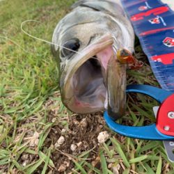 東郷池シーバス