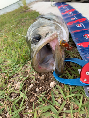 東郷池シーバス