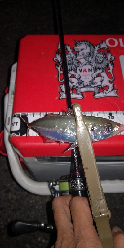 アジング練習 34