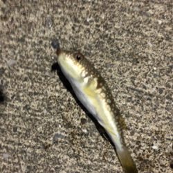 シーバス狙いの夜釣りのはずが、、