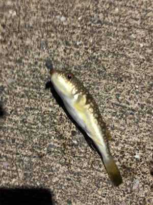 シーバス狙いの夜釣りのはずが、、