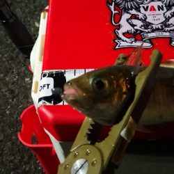 アジング練習 35五匹