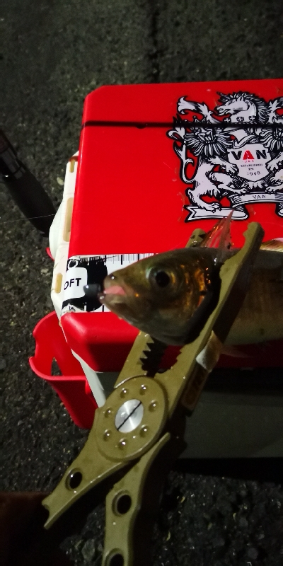 アジング練習 35五匹