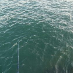 アオリイカ5杯！！