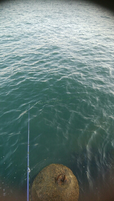 アオリイカ5杯！！