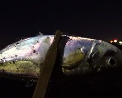 アジング練習 36