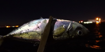 アジング練習 36