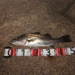 シーバスつ抜け