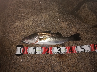 シーバスつ抜け