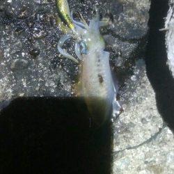 記録更新！アオリイカ118杯！！