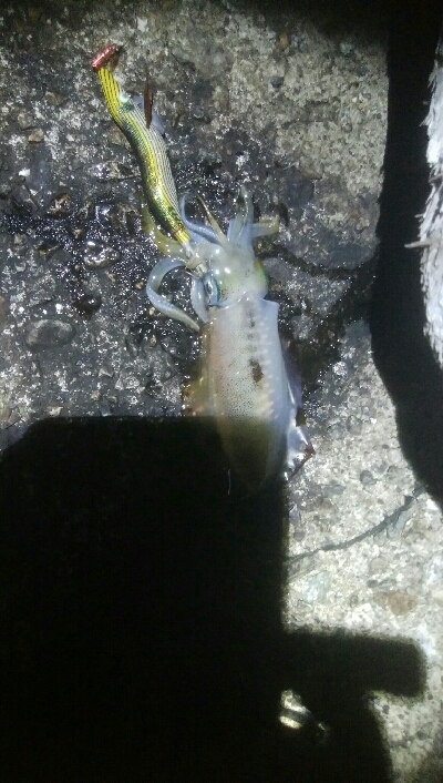 記録更新！アオリイカ118杯！！