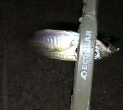 ナイトアジング