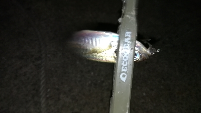 ナイトアジング