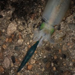 1時間半でアオリ5杯