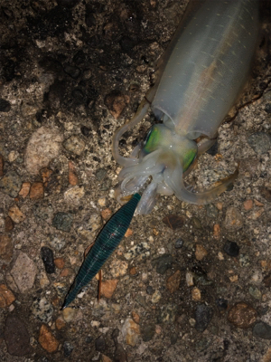 1時間半でアオリ5杯