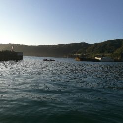 アオリイカ調査