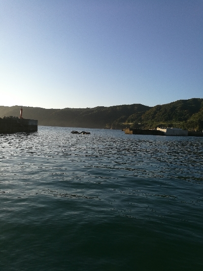 アオリイカ調査