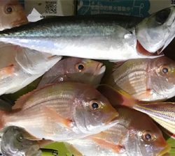 知り合いの船でアマダイ狙い！