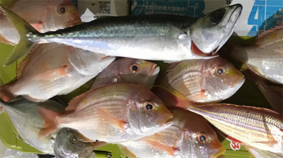 知り合いの船でアマダイ狙い！