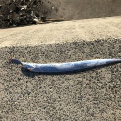 デカ太刀魚かと思いきや…。