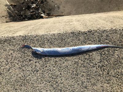 デカ太刀魚かと思いきや…。