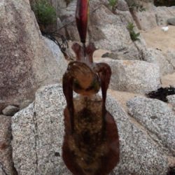 タチウオ後アオリ