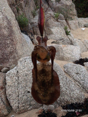 タチウオ後アオリ