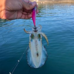 なんも釣れん。