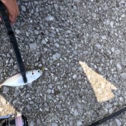 昼間のアジング