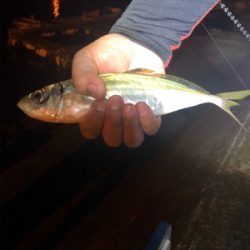 夕まづめ場所がよかった！？