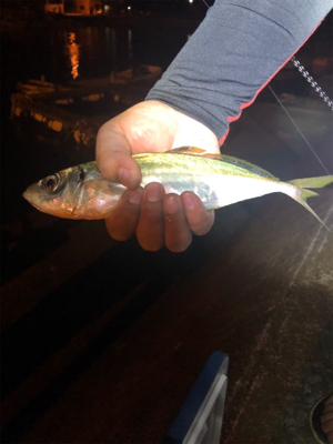 夕まづめ場所がよかった！？