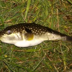 LSJigginger 0530〜0615 アジンガー1855〜1930