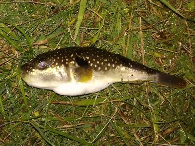 LSJigginger 0530〜0615 アジンガー1855〜1930