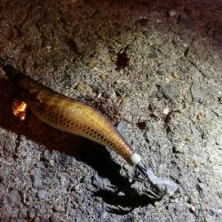 Let’s　秋イカ　エギング～