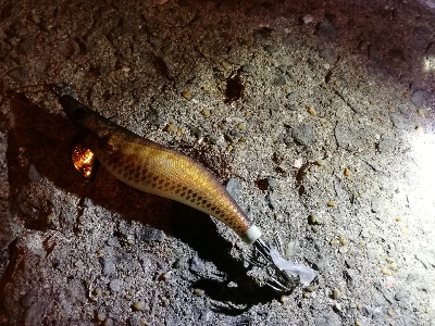 Let’s　秋イカ　エギング～