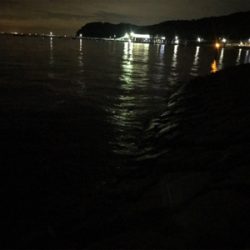 アオリイカとエギが釣れた！