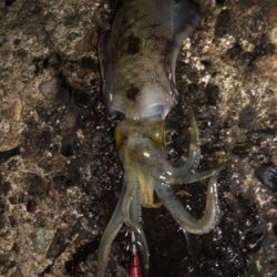 台風前にエギング