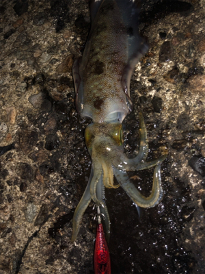 台風前にエギング