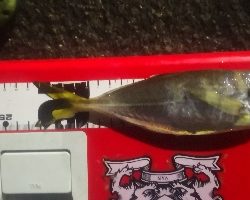 アジング練習 37