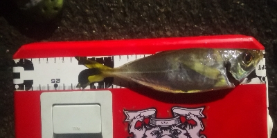 アジング練習 37