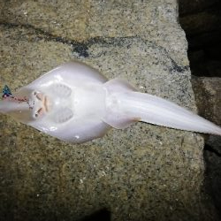 定番ルアーはやっぱり定番だった。