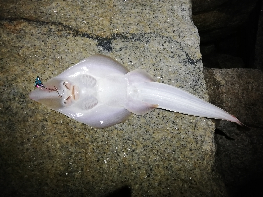 定番ルアーはやっぱり定番だった。