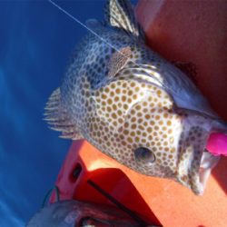 カヤックフィッシング