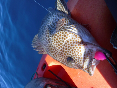 カヤックフィッシング