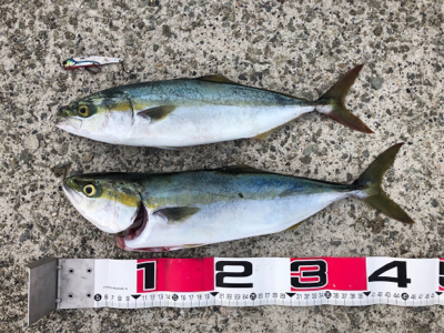 台風前になんとか。。